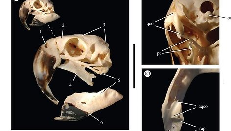 Psittacosaurus gobiensis