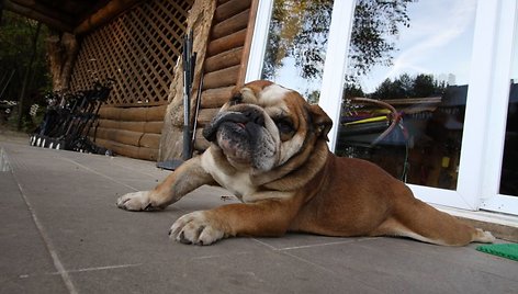 Namą, kuriame nuomojamas golfo inventorius, akylai stebi mielas šunytis.