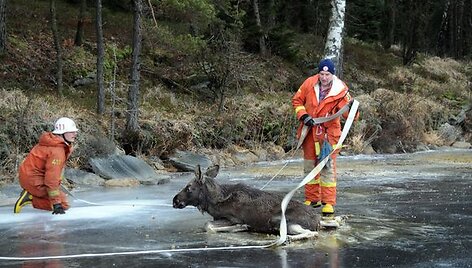 Ugniagesiai stengiasi i&scaron;gelbėti briedį.