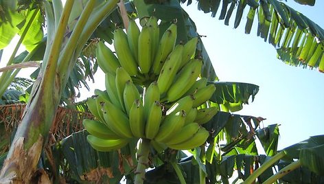 Bananai