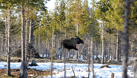 Pavasaris Norvegijos kalnuose