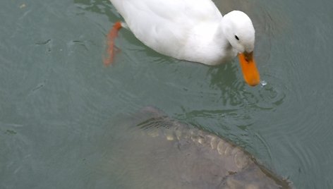 Zalcburge karpiai varžosi su antimis