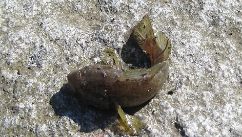 Keistas žūklės laimikis