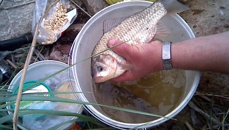 Žūklės laimikis. Albino karosas