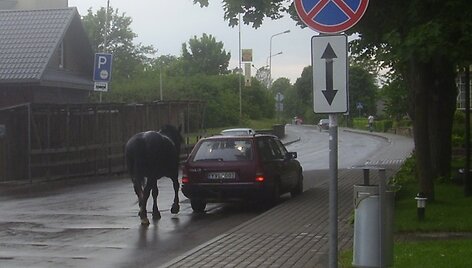 Arklys ir mersedesas Trakuose