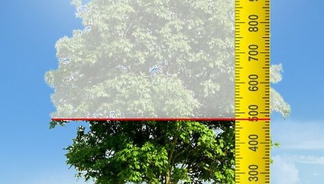 Garniertree (akcijos medis)