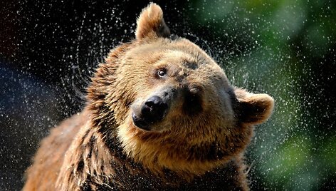 Grizlis