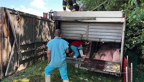 Greitkelyje Klaipėda&ndash;Kaunas vertėsi kiaules vežęs sunkvežimis