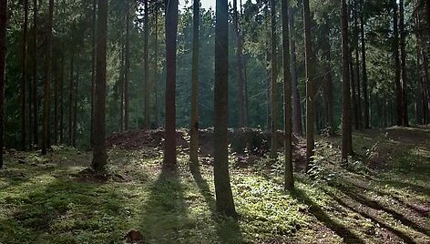 Aplankyti verta Zarasų rajone esantį Antazavės &scaron;ilą, kuriame 1944 m. partizanai buvo įsirengę 5 slėptuves &ndash; žemines. &Scaron;iuo metu jos atstatytos ir laukia lankytojų.