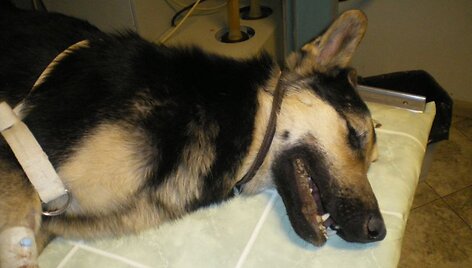 Į veterinarijos kliniką atvežto J&uuml;rio būklė buvo kriti&scaron;ka.