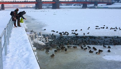 Be žmogaus pagalbos šie paukščiai gali neišgyventi iki pavasario.