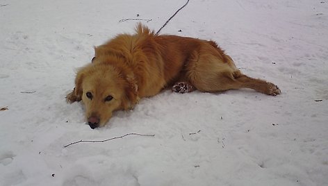 Veterinarijos specialistai nusprendė, kad šis šuo turi visko, ko jam reikia.