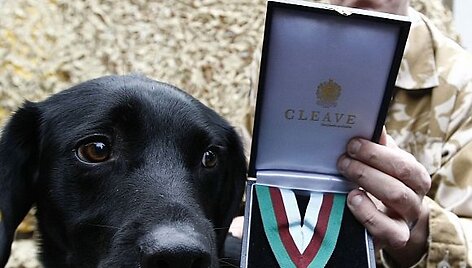 Labradoras Treo ir jo partneris seržantas Dave'as Heyhoe