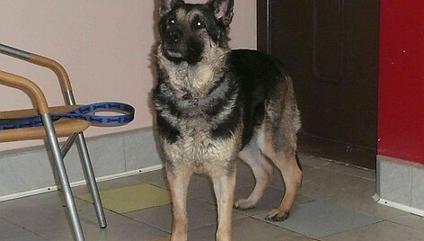 Kalytė Tela