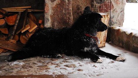 Tora