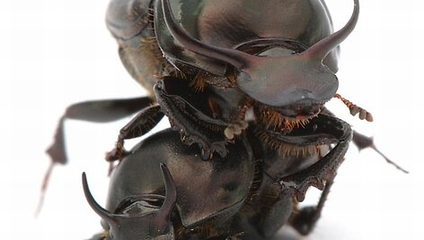 Onthophagus taurus &ndash; stipriausias vabzdys pasaulyje.