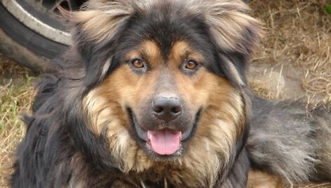 &Scaron;uo, kuris buvo rastas priri&scaron;tas grandine.