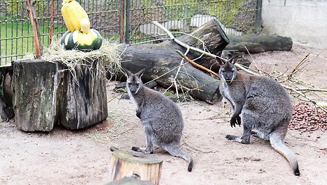 &bdquo;Moliūgiadienis&ldquo; Lietuvos zoologijos sode