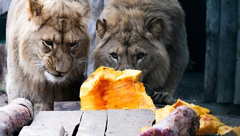 &bdquo;Moliūgiadienis&ldquo; Lietuvos zoologijos sode