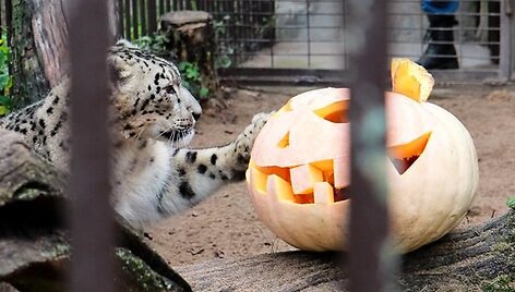&bdquo;Moliūgiadienis&ldquo; Lietuvos zoologijos sode