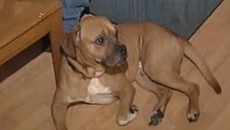 Bokserio mi&scaron;rūnas Duke'as i&scaron;vijo vagį pro langą.