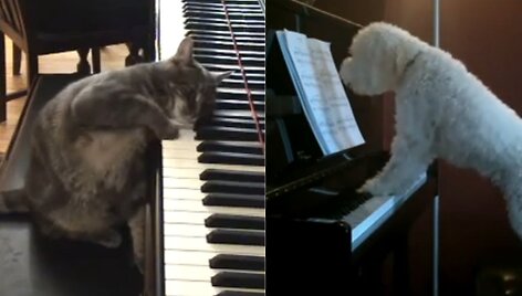 Garsioji katė-muzikantė Nora dabar turi konkurentą &ndash; pusantrų metų &scaron;naucerio ir pudelio mi&scaron;rūną Tuckerį, kuris ne tik groja, bet ir dainuoja.