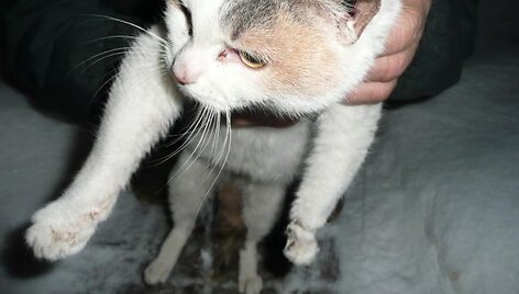 Katytei teko amputuoti sužalotą letenėlę.