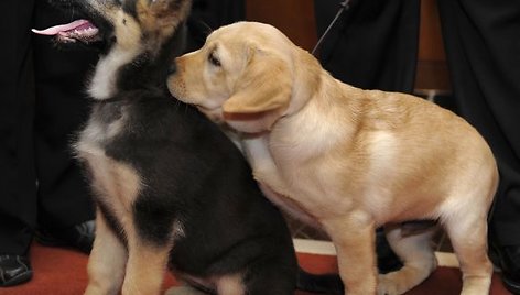 Šioje nuotraukoje – dviejų populiariausių Jungtinėse Amerikos Valstijose šunų veislių jaunikliai – Labradoro retriveris (dešinėje) ir vokiečių aviganis.