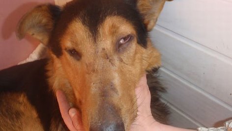 Sušaudytas šunelis sveiksta globojamas organizacijos „SOS gyvūnai“ savanorių.