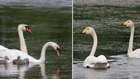 Gulbės nebylės (kairėje) ir gulbės giesmininkės su jaunikliais