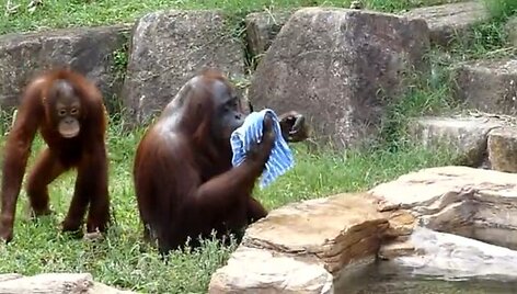 Orangutanas atsivėsina &scaron;lapiu rank&scaron;luosčiu.