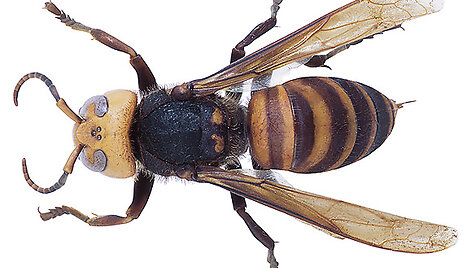 &Scaron;ir&scaron;ė