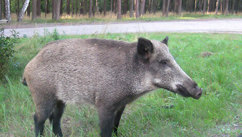 &Scaron;ernas