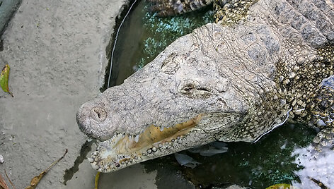 Krokodilas