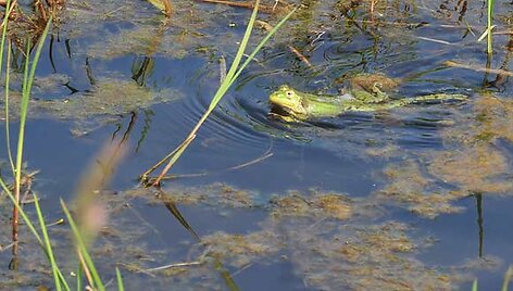 Varlė