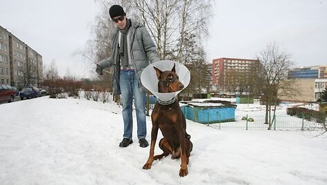 Vilniečio T.Stuokos tvarkingai mieste vedžiotas augintinis dobermanas buvo užpultas palaido agresyvaus &scaron;uns ir patyrė sužalojimus bei stresą.