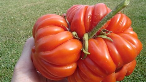 Pomidoras