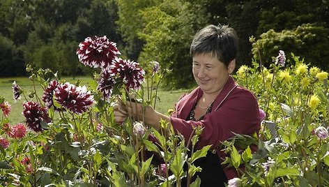 D.Matulevičiūtė sakė, kad jurginai – visai nelepios gėlės. Kaitrią dieną jų nereikia laistyti, nes jurginai turi sultingus šakniagumbius.