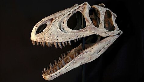 Rekonstruota dinozauro &bdquo;Aerosteon riocoloradensis&ldquo; kaukolė