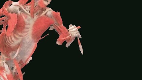 &bdquo;The Human Body Exhibition&ldquo;