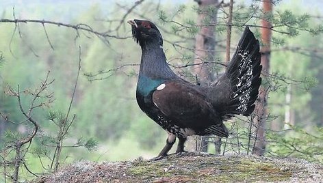 Prisiartinti prie kurtinio galima tik tada, kai jis, iškėlęs snapą aukštyn, traukia tuoktuvių giesmę, kurią užbaigia šnypštimu. 