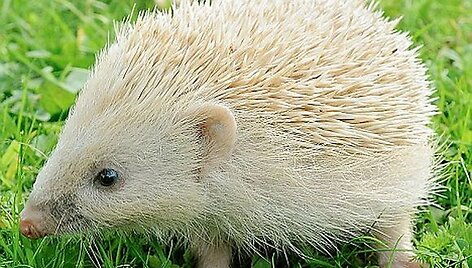 Didžiojoje Britanijoje rastas ežiukas-blondinas &ndash; ypač retas.