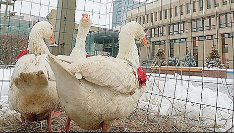 Ūkininkai prie Seimo atsivežė žąsų, norėdami priminti parlamentarams, kaip su krize kovota Smetonos laikasi.