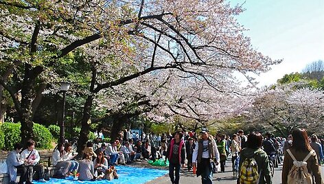 Japonai Tokijaus Ueno parke grožisi sakuromis.