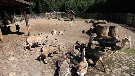 Gyvūnai Kauno zoologijos sode