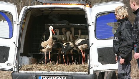 GGA patalpose šaltuoju metų laiku gyveno 8 gandrų jaunikliai, nespėję laiku išskristi į šiltuosius kraštus. Dabar kiekvienam jų yra maždaug vieneri metai.