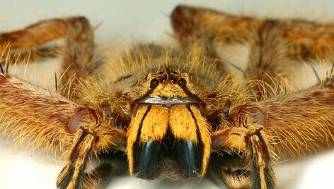 Heteropoda davidbowie