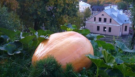 Kauniečio kieme išaugo įspūdingo dydžio moliūgas. 15min.lt skaitytojas teigia, kad daržovė sveria apie 30–40 kilogramų. 