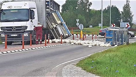 Eismą prie I Alytaus sustabdė ant kelio pabirusios vištos. 