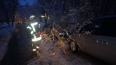 Ant automobilių užvirtęs medis &Scaron;ilutėje